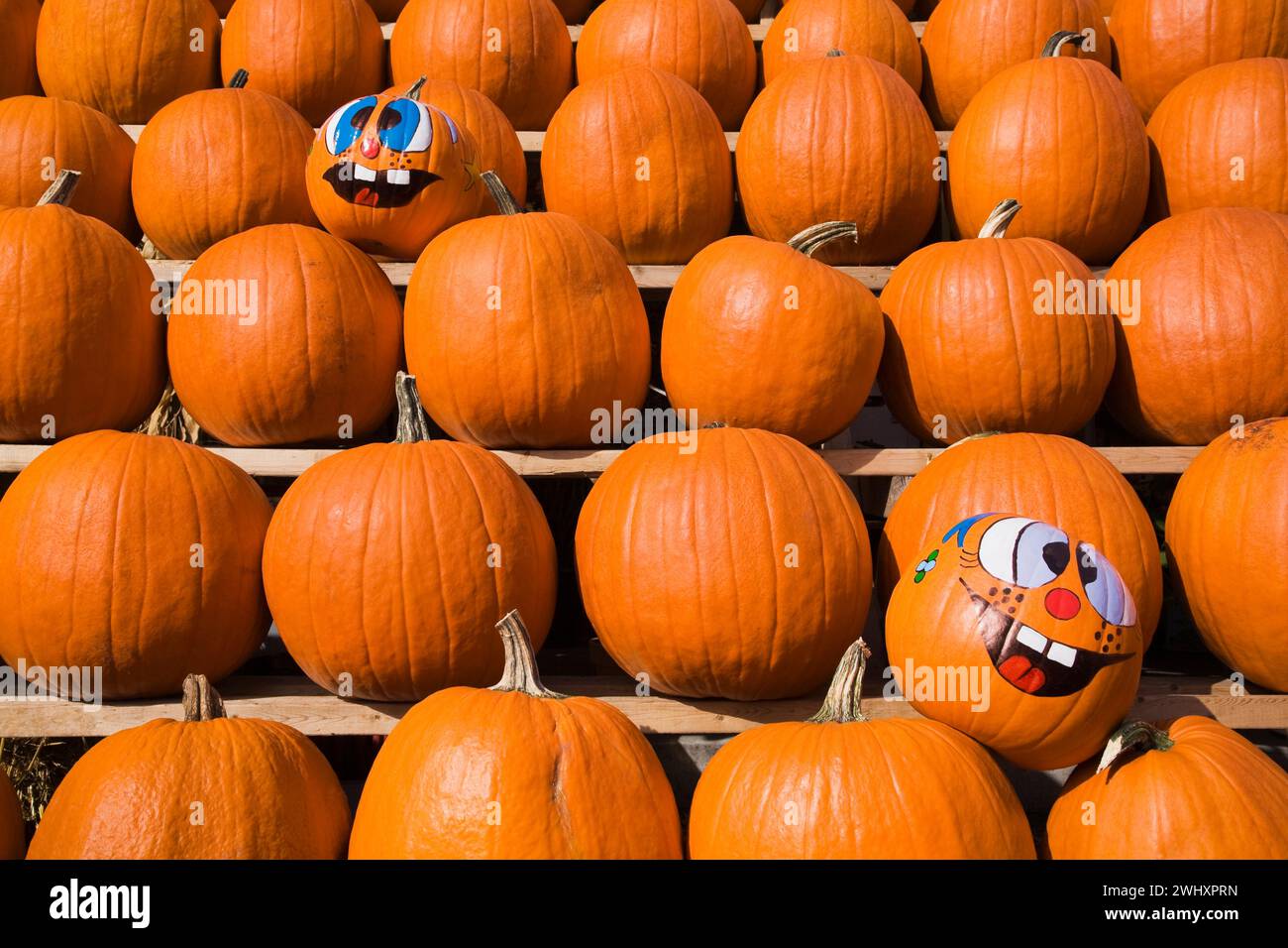 Rows of orange Cucurbita - Pumpkins on wooden shelves at outdoor market ...