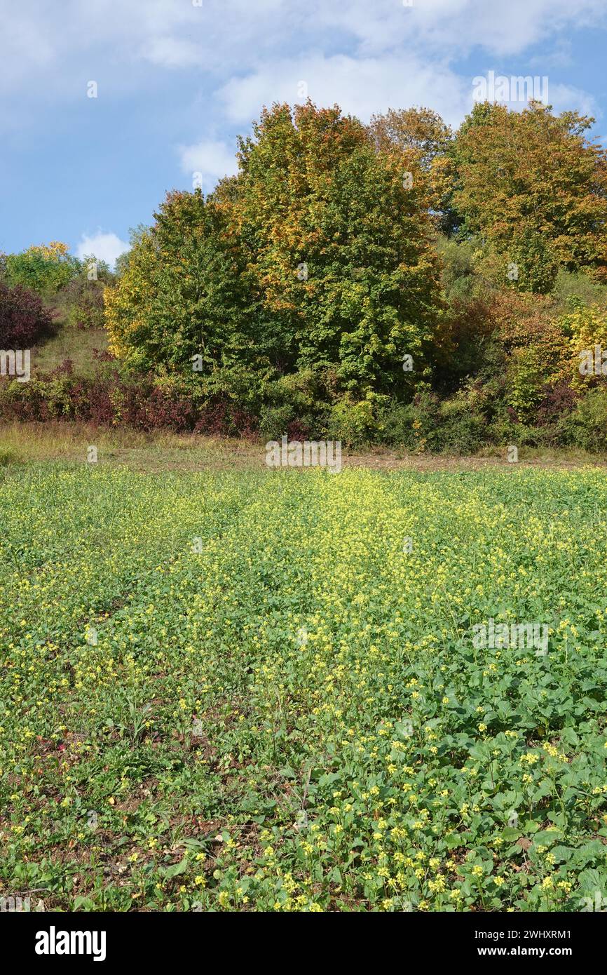 Sinapis alba, yellow mustard Stock Photo