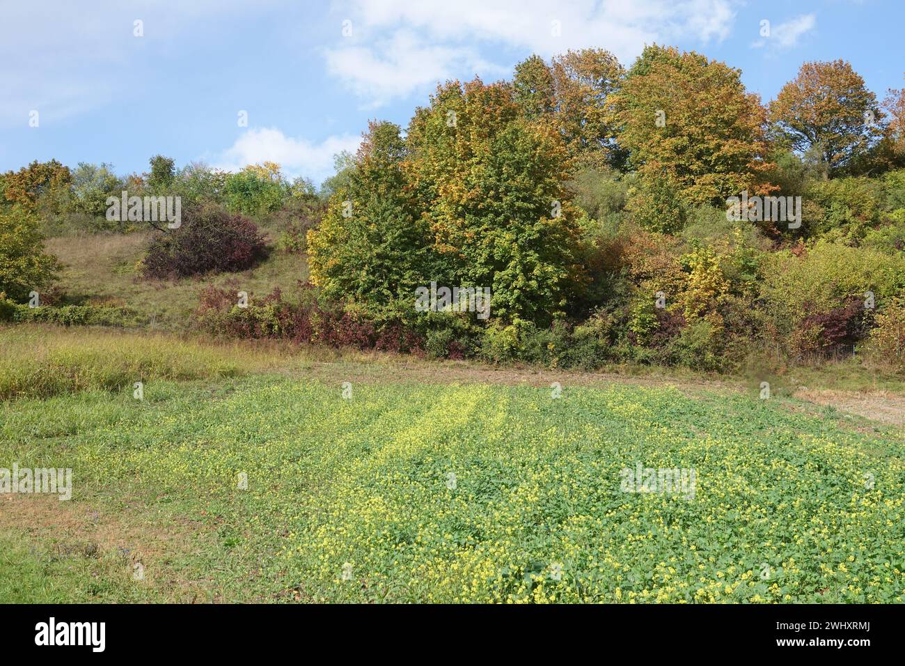 Sinapis alba, yellow mustard Stock Photo