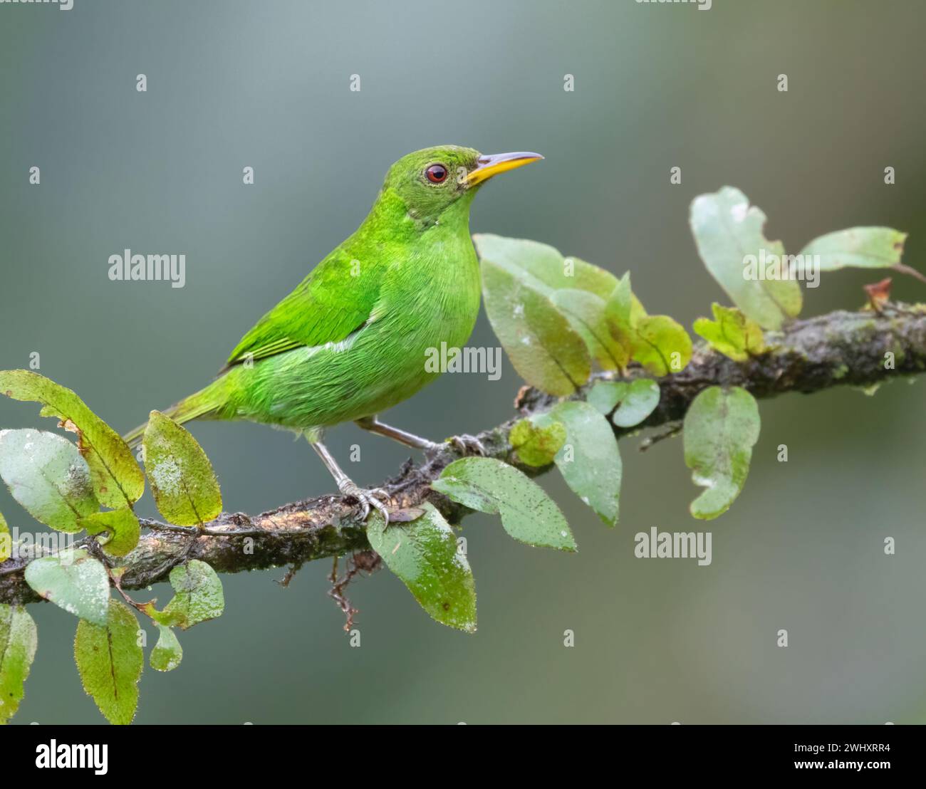 Closeup Green Honeycreeper Female Bird Hi res Stock Photography And 