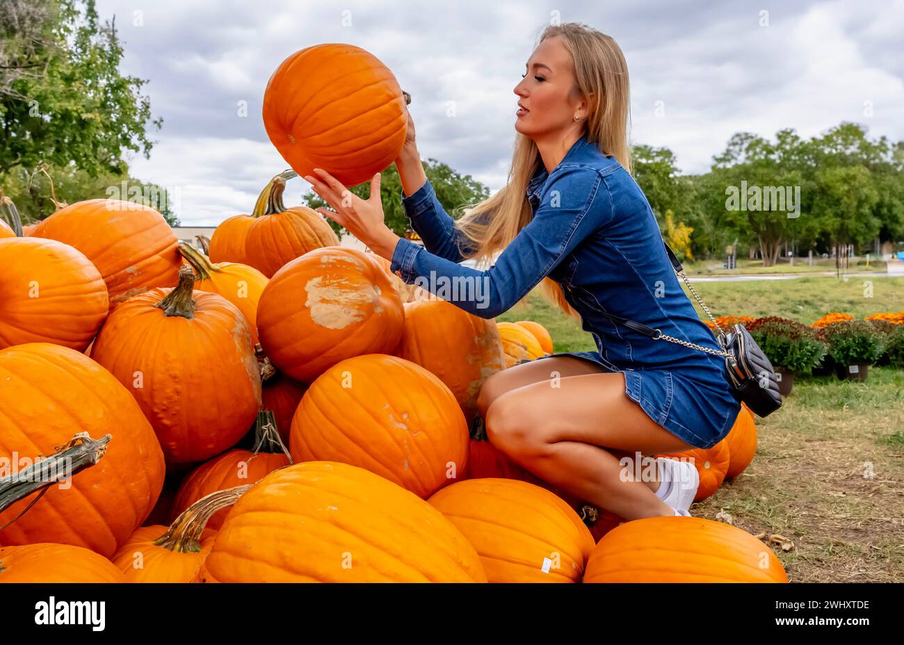 A Lovely Blonde European Model Enjoys Shopping For Pumpkins And Flowers For Halloween Holiday Stock Photo