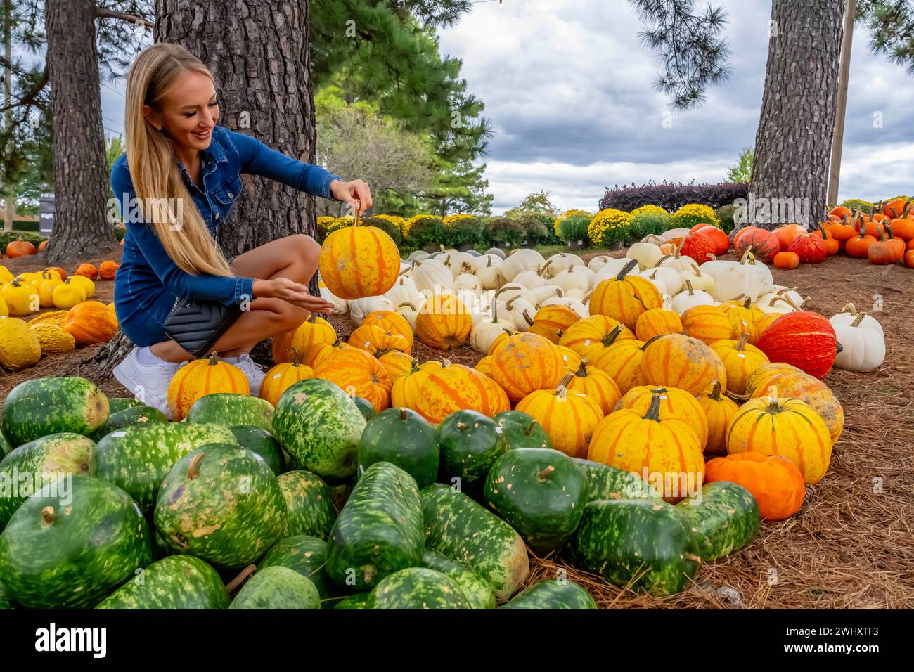 A Lovely Blonde European Model Enjoys Shopping For Pumpkins And Flowers For Halloween Holiday Stock Photo