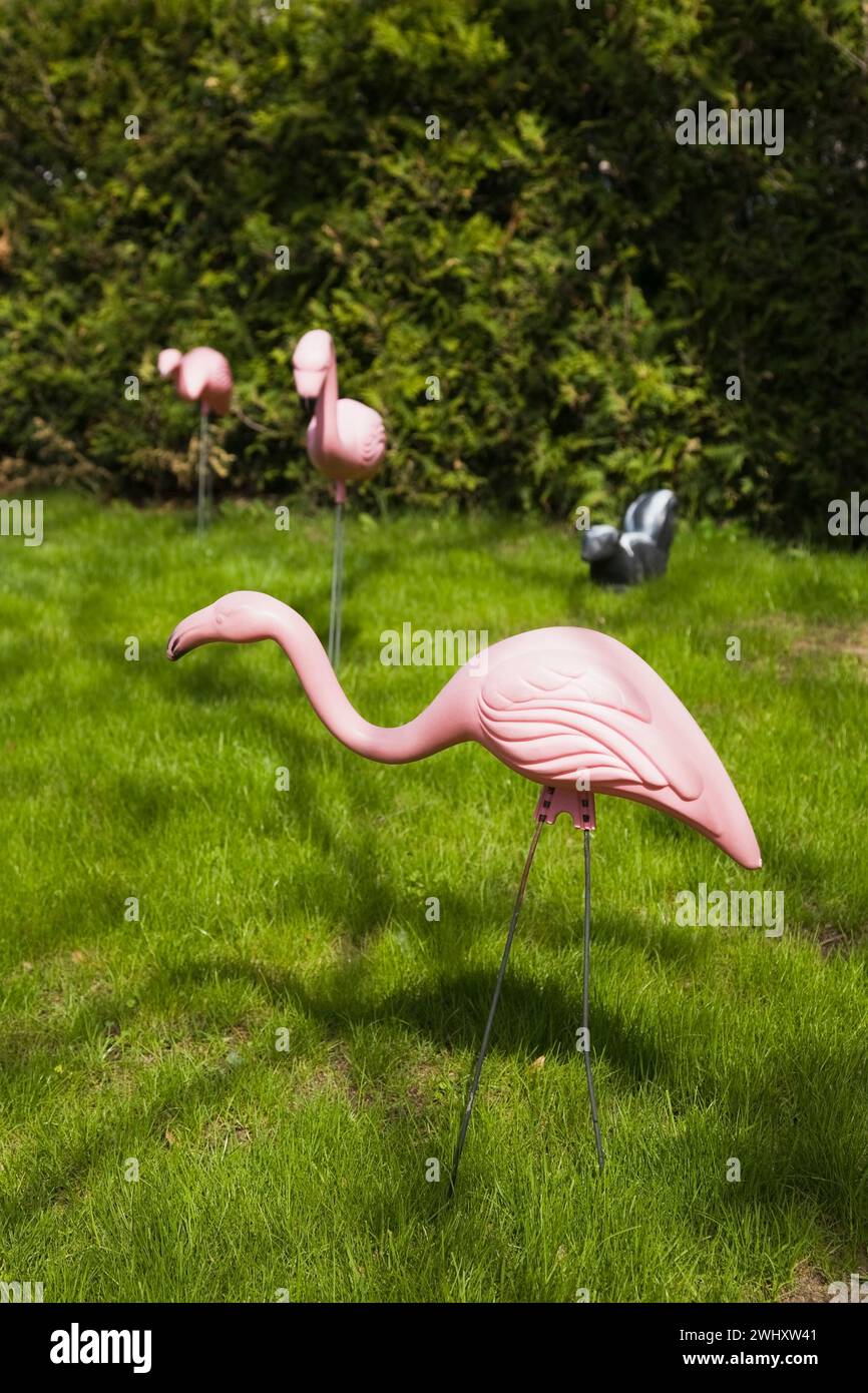 Decorative plastic pink Phoenicopterus ruber - Flamingos and Mephitis - Striped Skunk decoys on green grass lawn to celebrate a birthday in spring. Stock Photo