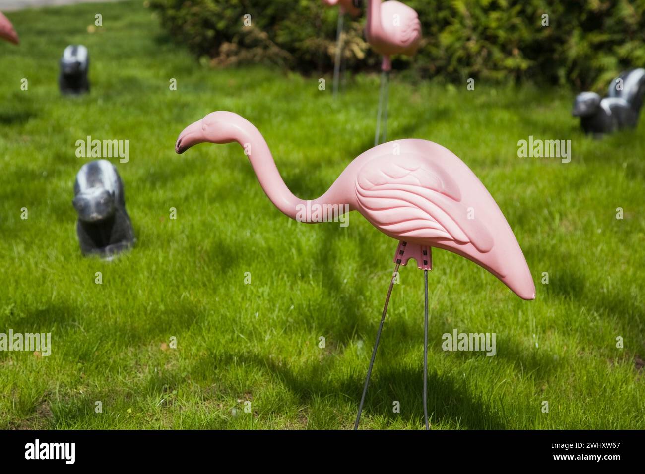 Decorative plastic pink Phoenicopterus ruber - Flamingos and Mephitis - Striped Skunk decoys on green grass lawn to celebrate a birthday in spring. Stock Photo