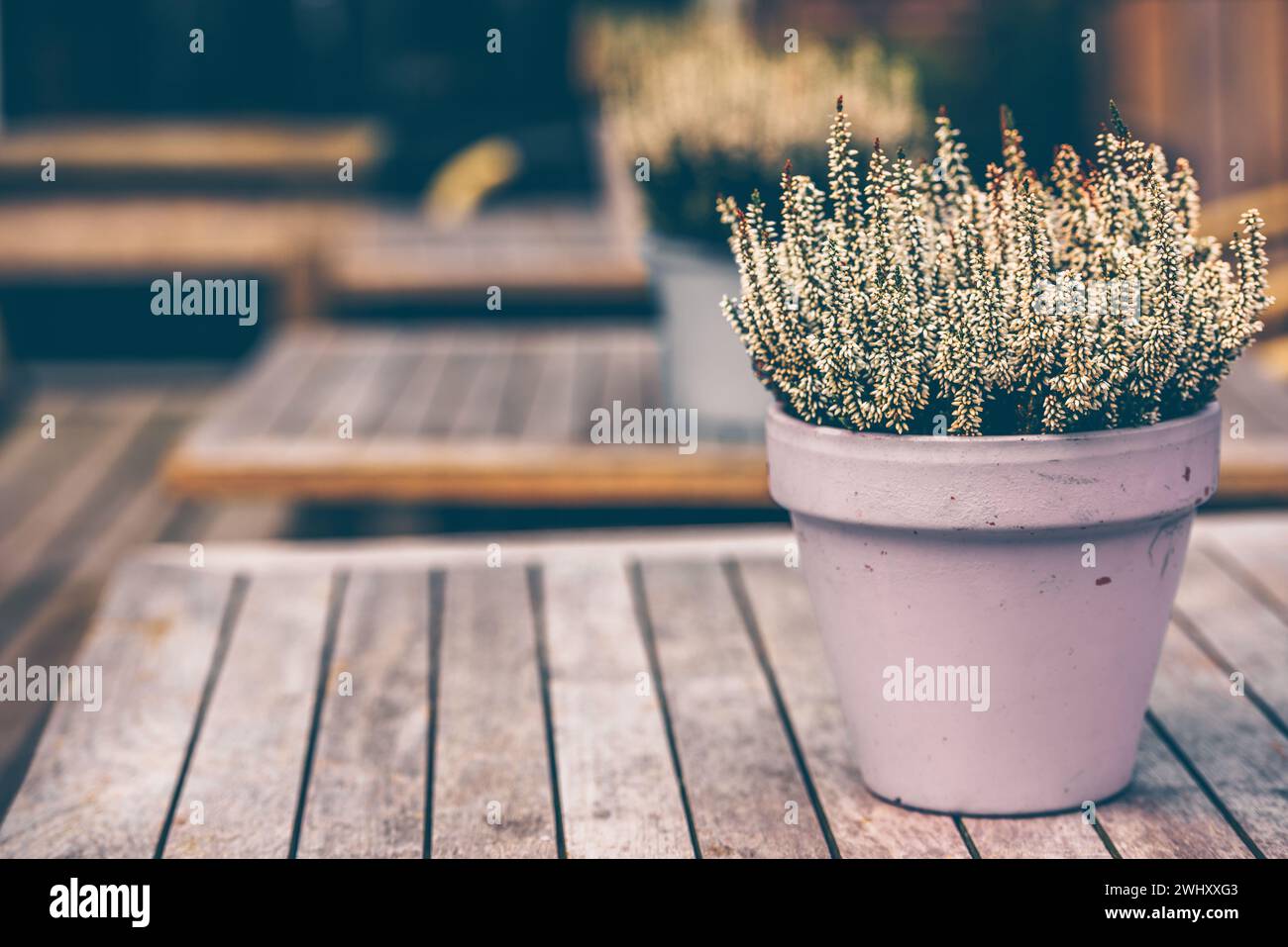 Potted white heather flowers outdoors Stock Photo