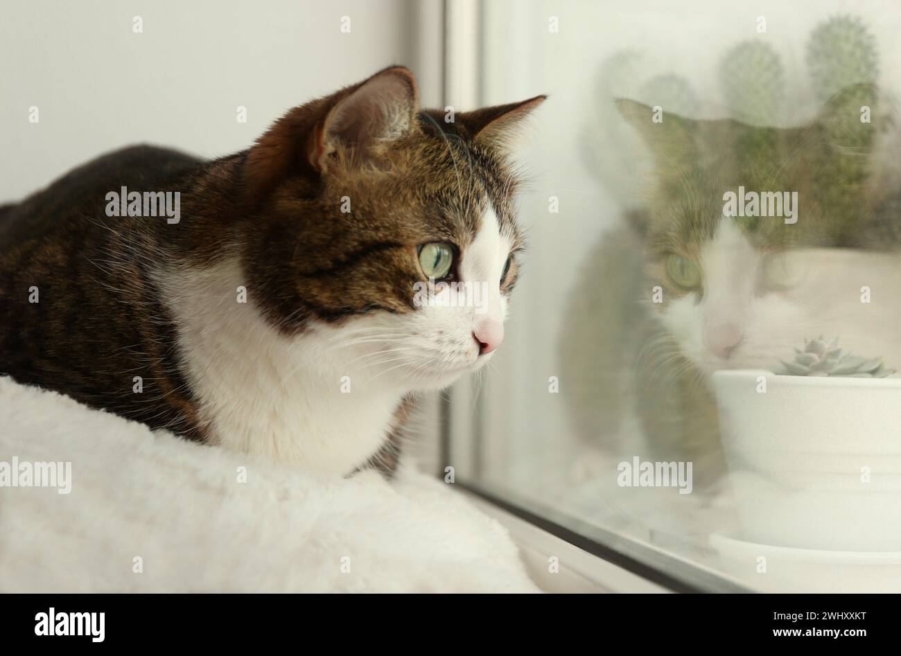 Cute cat on window sill at home. Adorable pet Stock Photo - Alamy