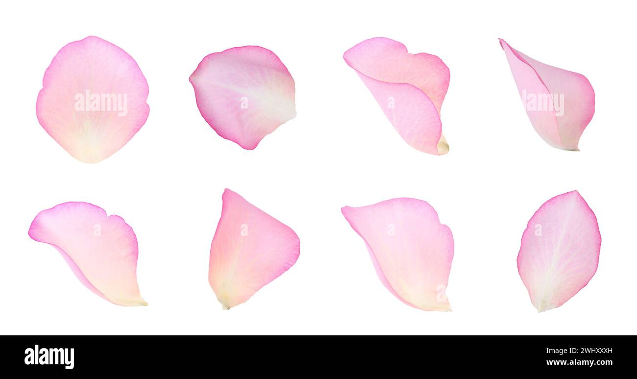 Pink rose petals isolated on white, set Stock Photo - Alamy