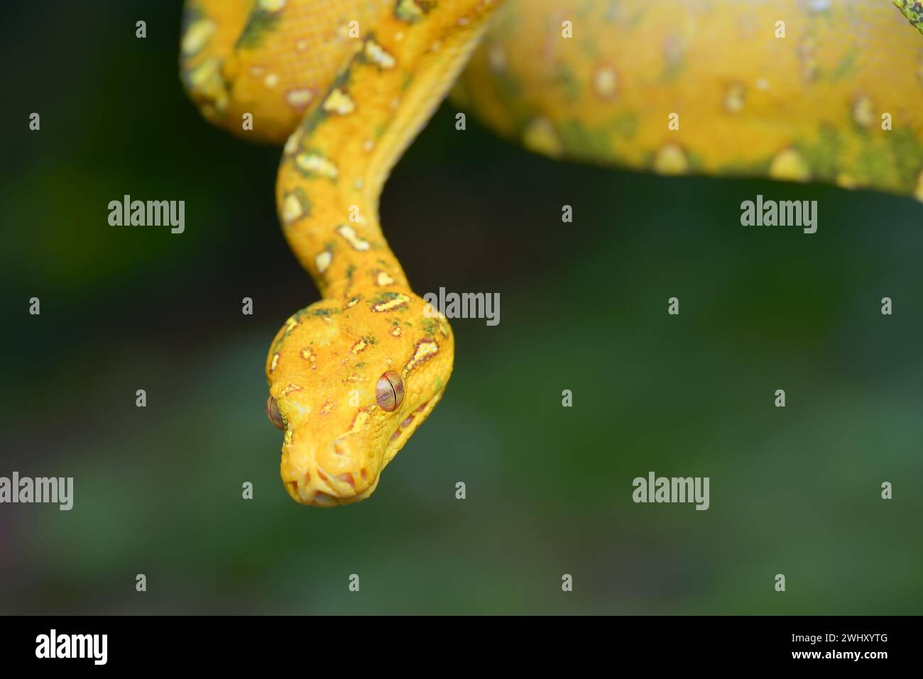 Close up photo of a green tree python Stock Photo - Alamy
