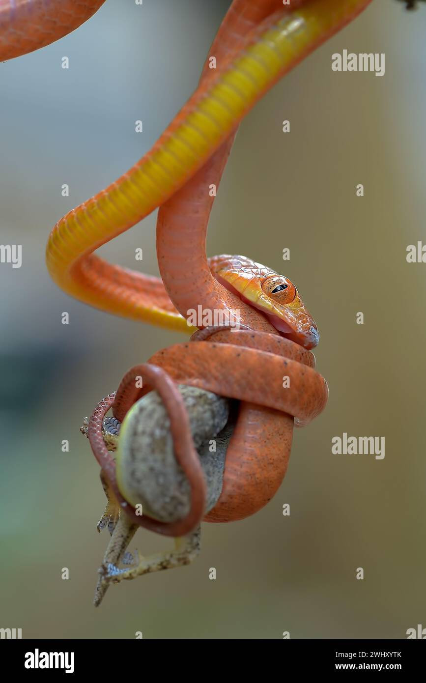 Red boiga snake catch a prey Stock Photo