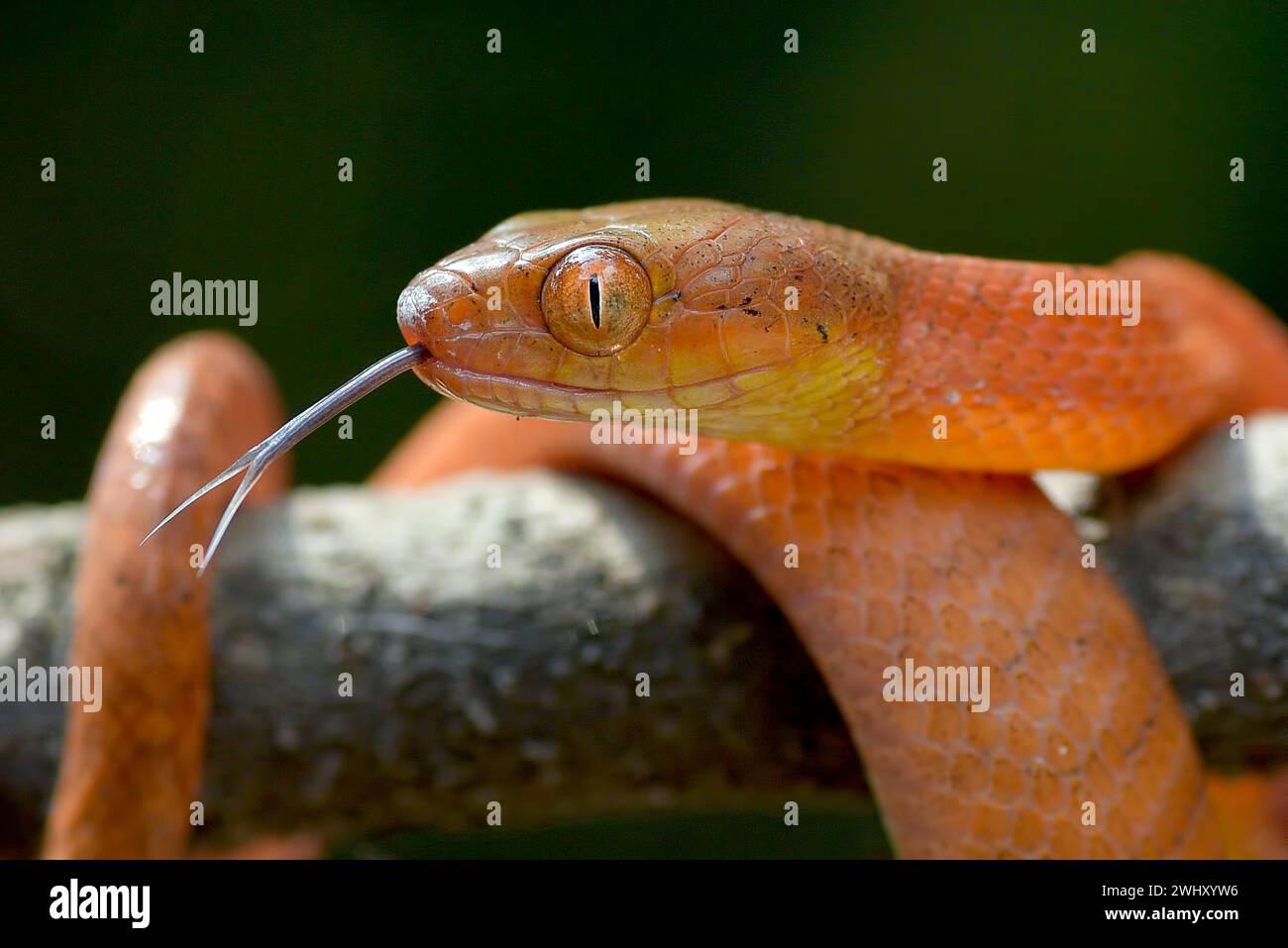 Red boiga snake catch a prey Stock Photo
