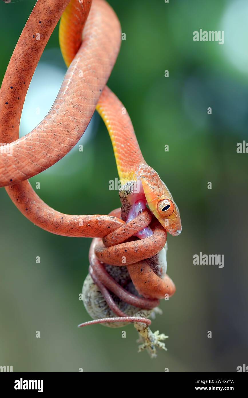Red boiga snake catch a prey Stock Photo