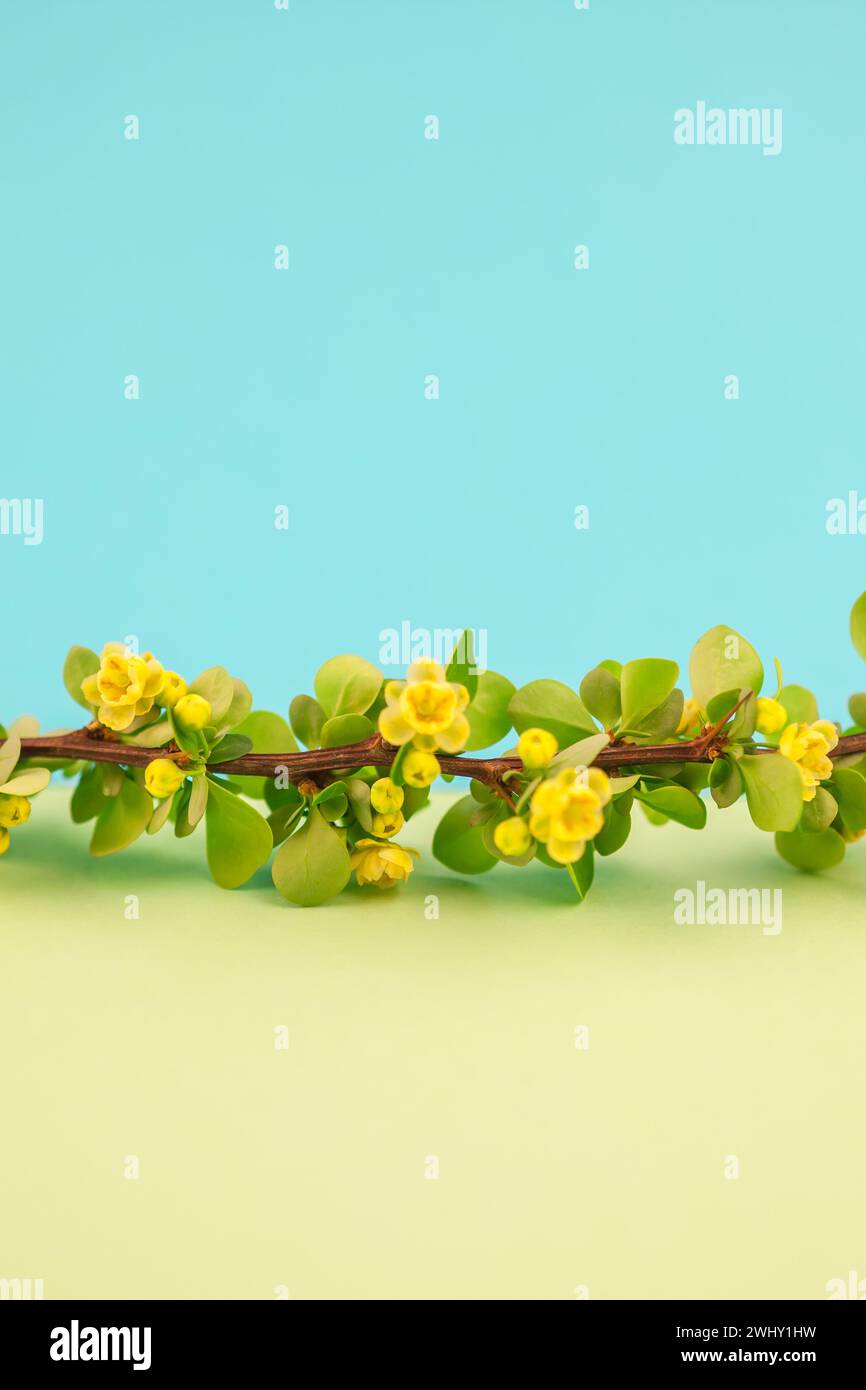 Spring blossoming barberry branch Stock Photo