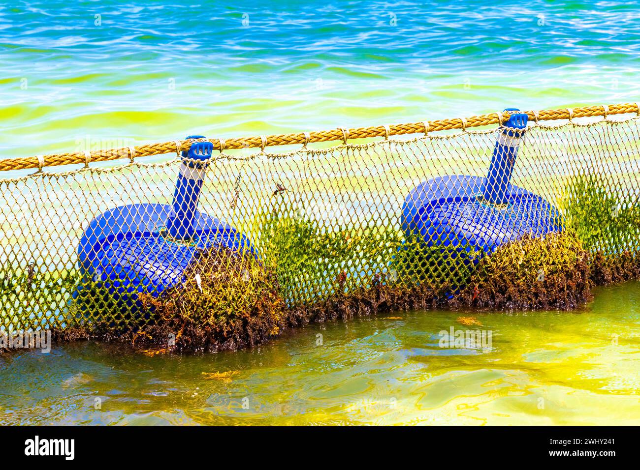 Beachy Net Rope Tropical mexican caribbean beach and sea with Sargazo seaweed sea weed ...