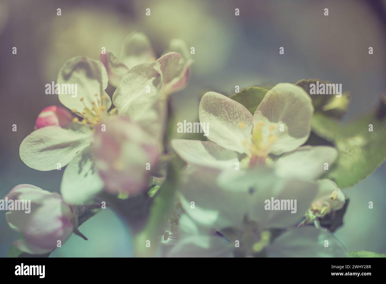 Apple blossoms over blurred nature background Stock Photo