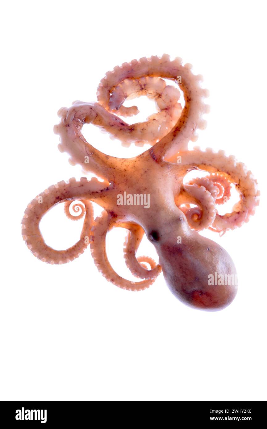 Octopus on a white background Stock Photo - Alamy