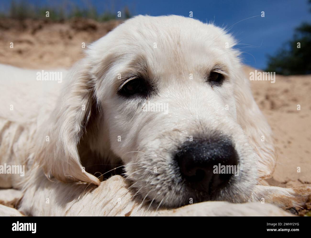 Retriever Stock Photo