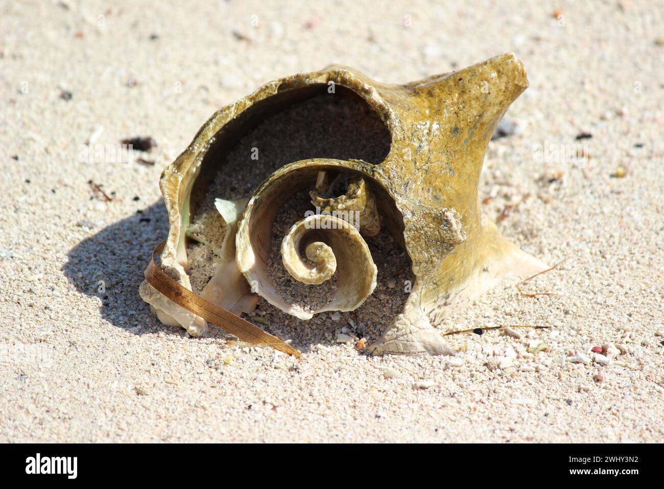 Sea shells at the beach Stock Photo