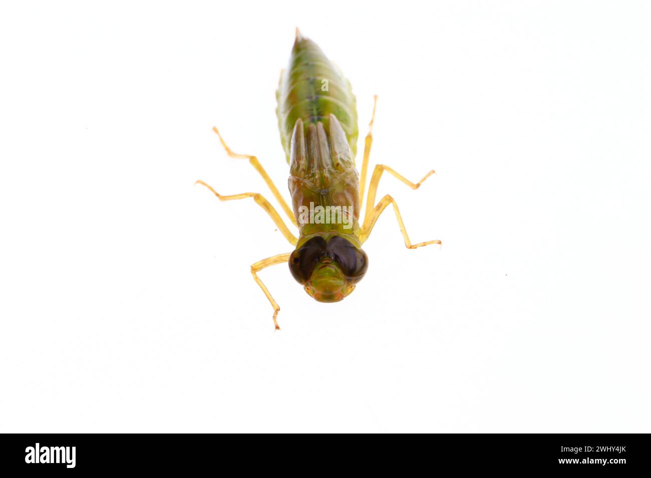 Dragonfly larvae, and on a white background Stock Photo