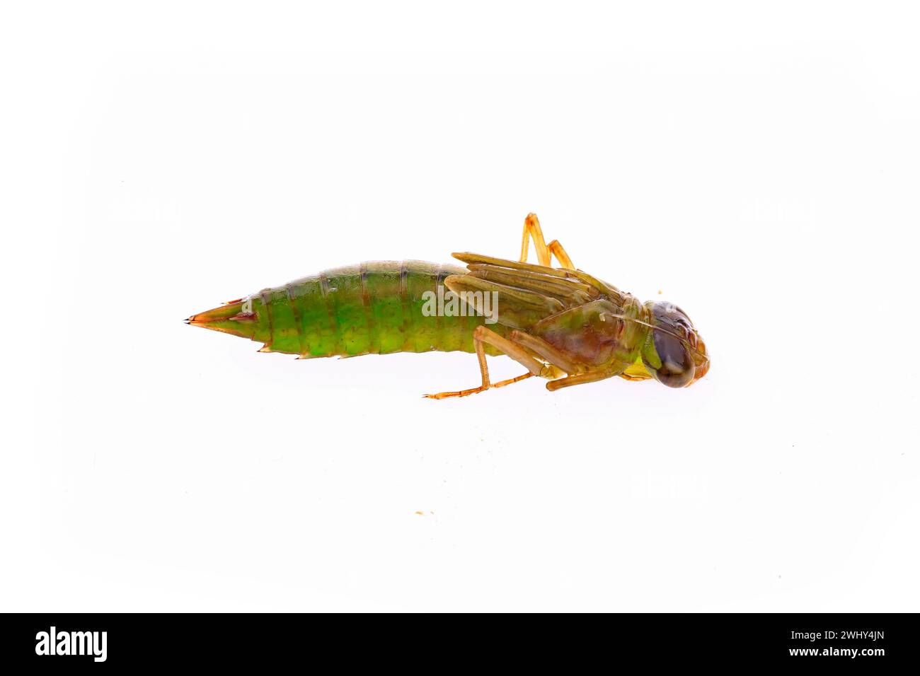 Dragonfly larvae, and on a white background Stock Photo