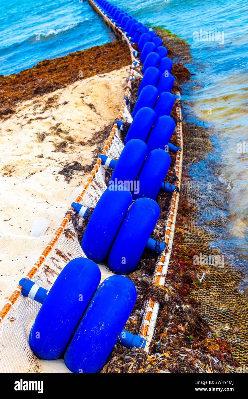 Big disgusting problem at tropical mexican caribbean beach with Sargazo ...