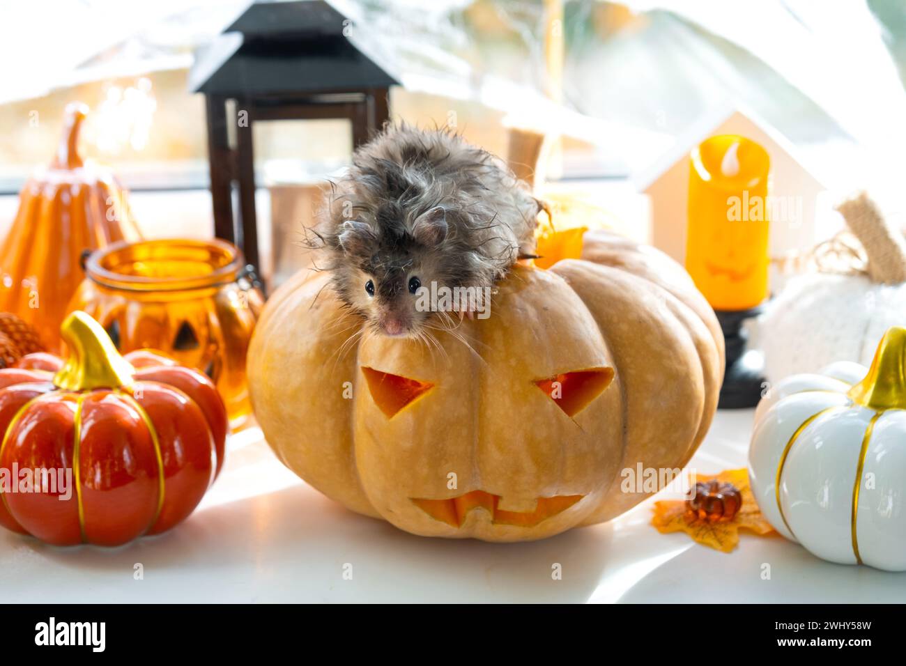 Funny shaggy fluffy hamster sits inside a pumpkin in the cut-out round hole and chews pumpkin in a Halloween decor among garland Stock Photo