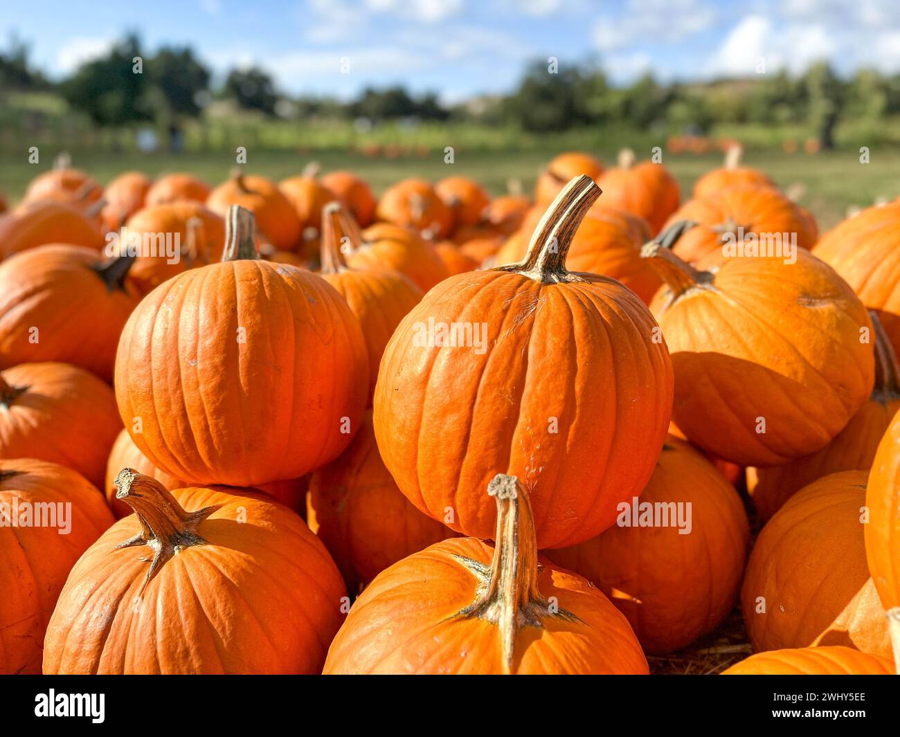 Pumpkins in the field during harvest time in fall. Halloween preparation Stock Photo