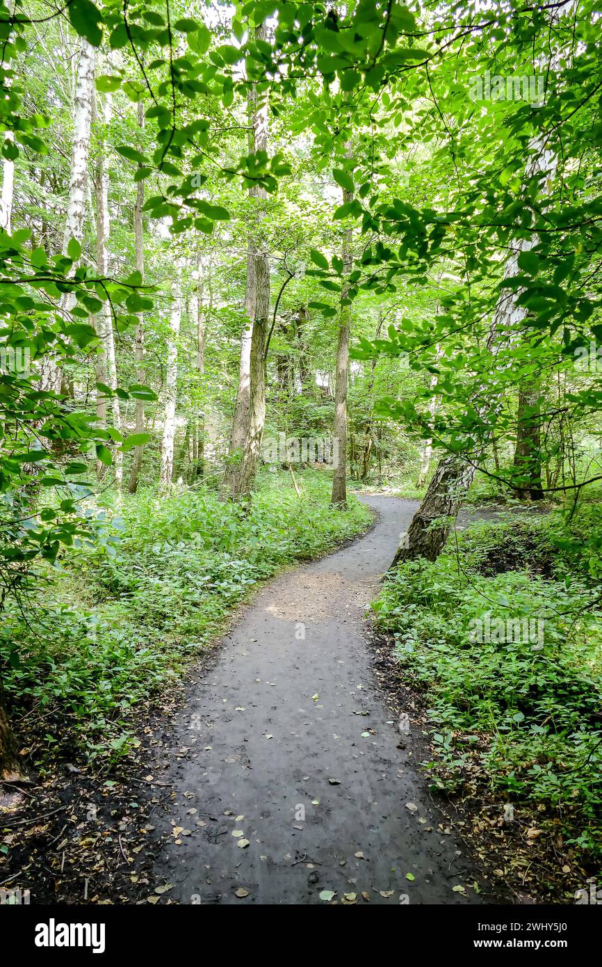 Path in forest, in Norway Scandinavia North Europe , taken in nordkapp, europe Stock Photo