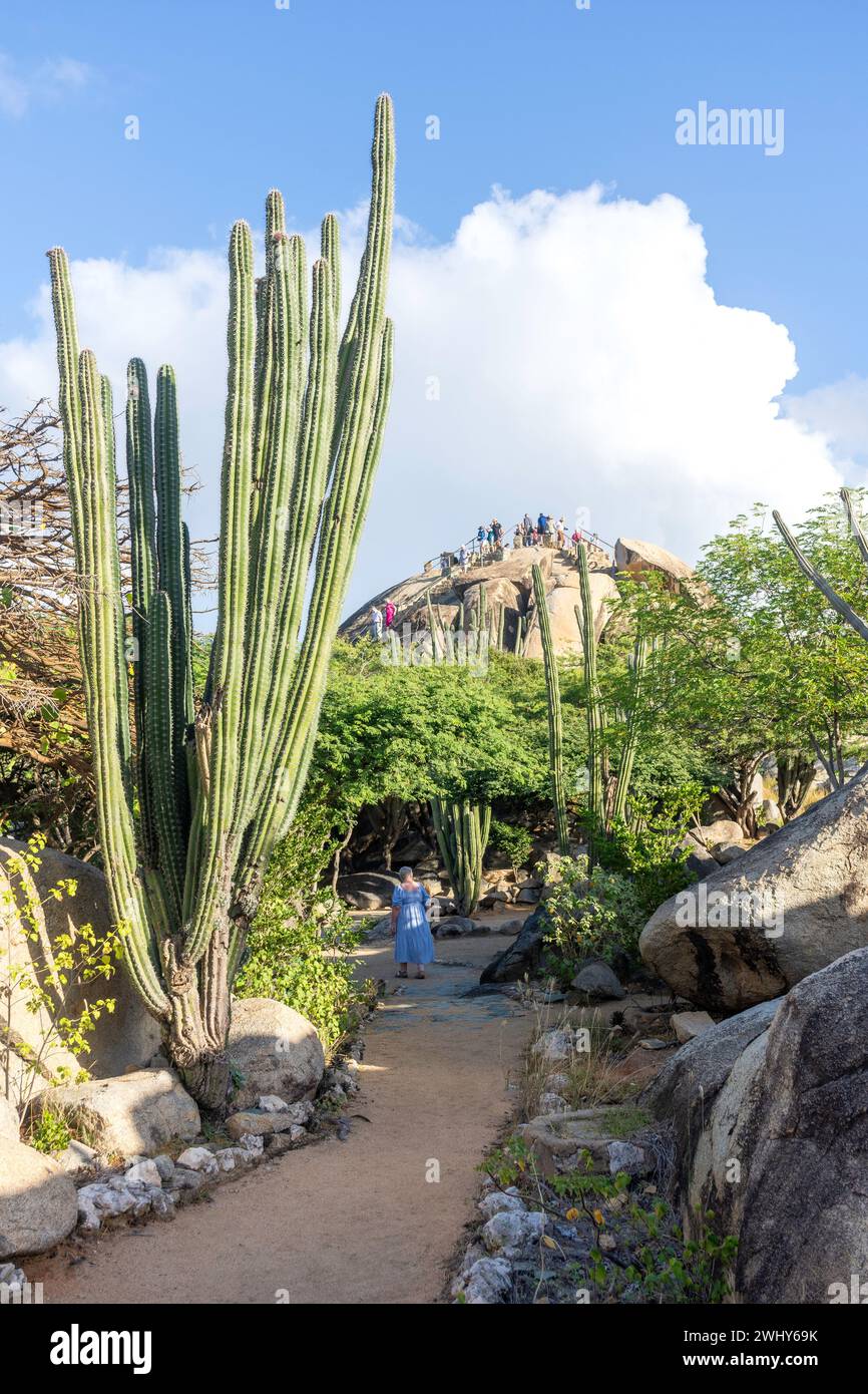 Cactus plants at Casibari rock formations, Paradera, Aruba, ABC Islands, Leeward Antilles, Caribbean Stock Photo