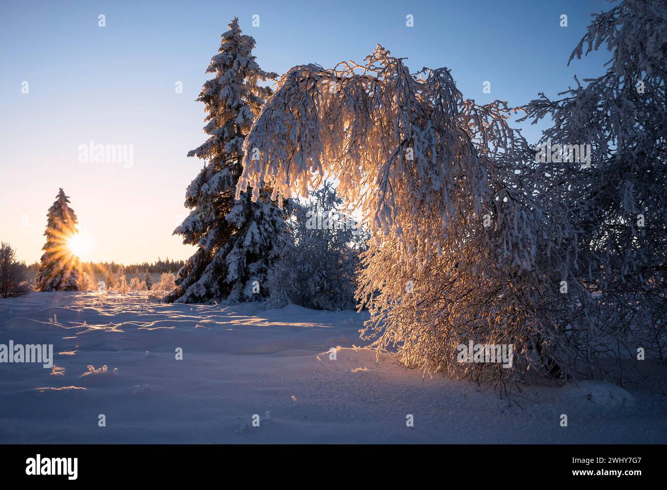 Birch tree bent under snow weight Stock Photo - Alamy