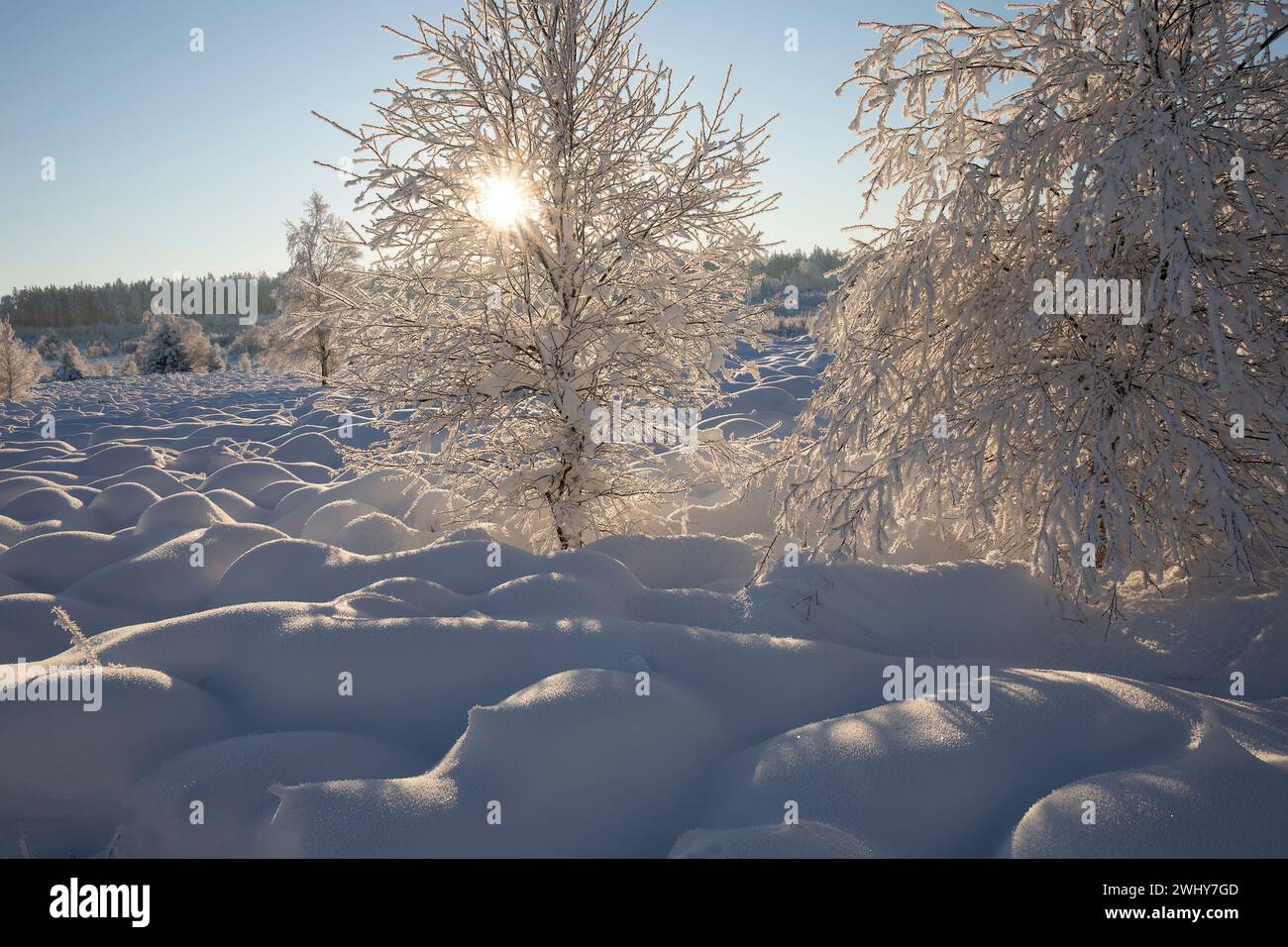 Beautiful winter landscape tree hi-res stock photography and images - Alamy