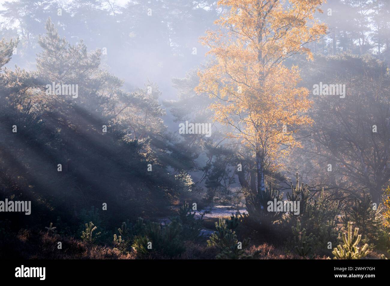 Orange sunbeams hi-res stock photography and images - Alamy
