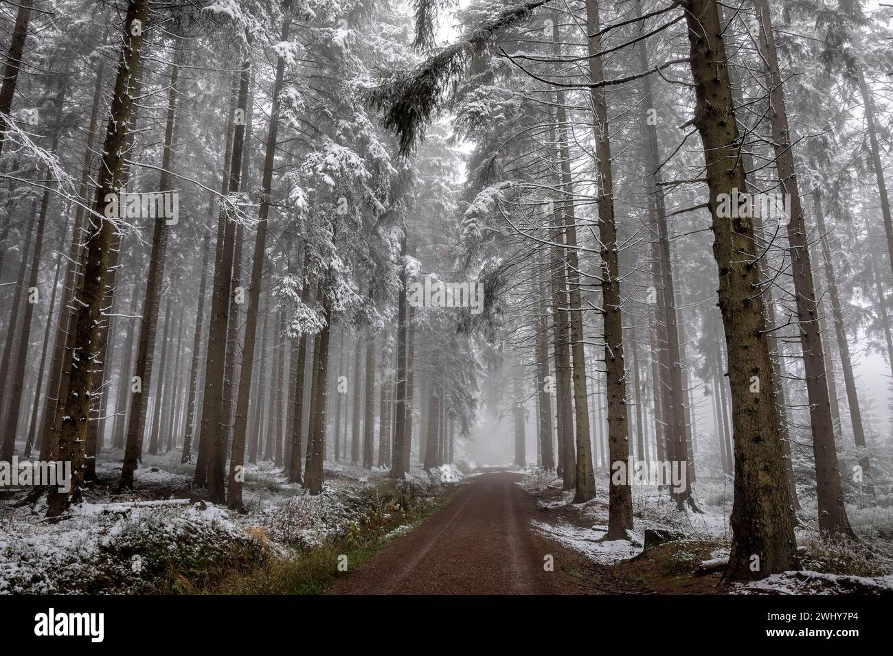 Walk in foggy winter forest Stock Photo