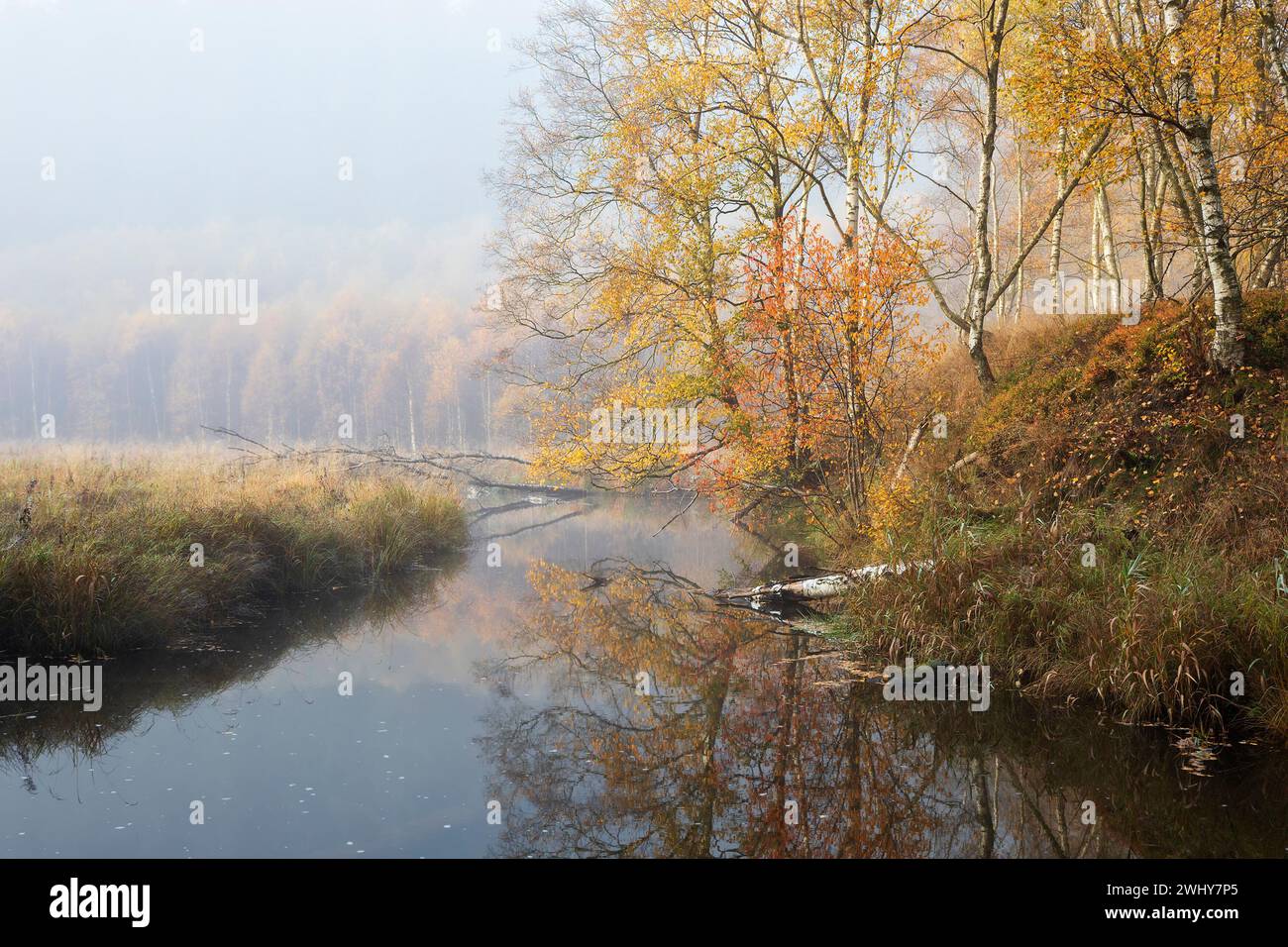 Autumn forest near river hi-res stock photography and images - Alamy