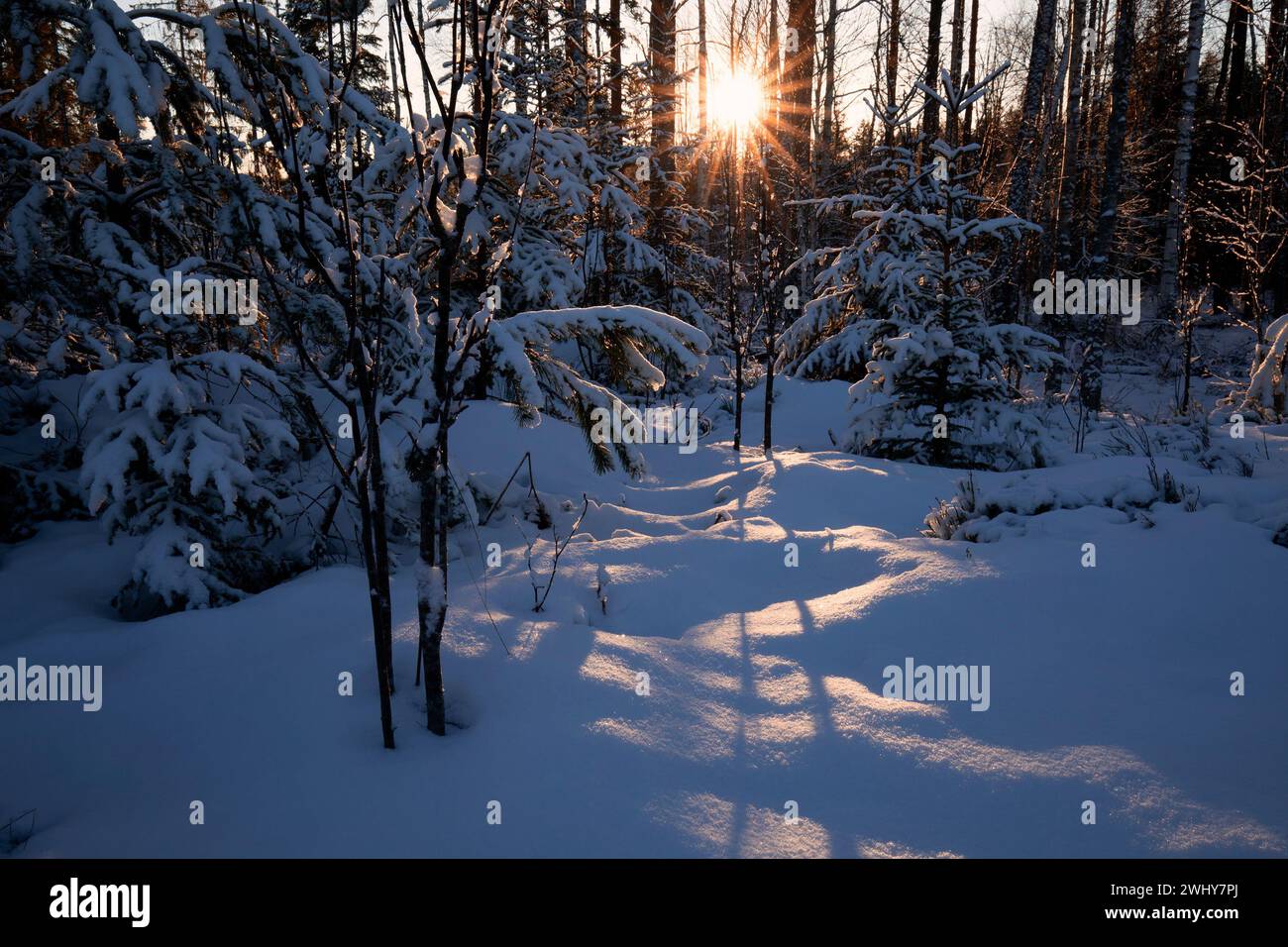 Evening sunshine in winter snow forest Stock Photo