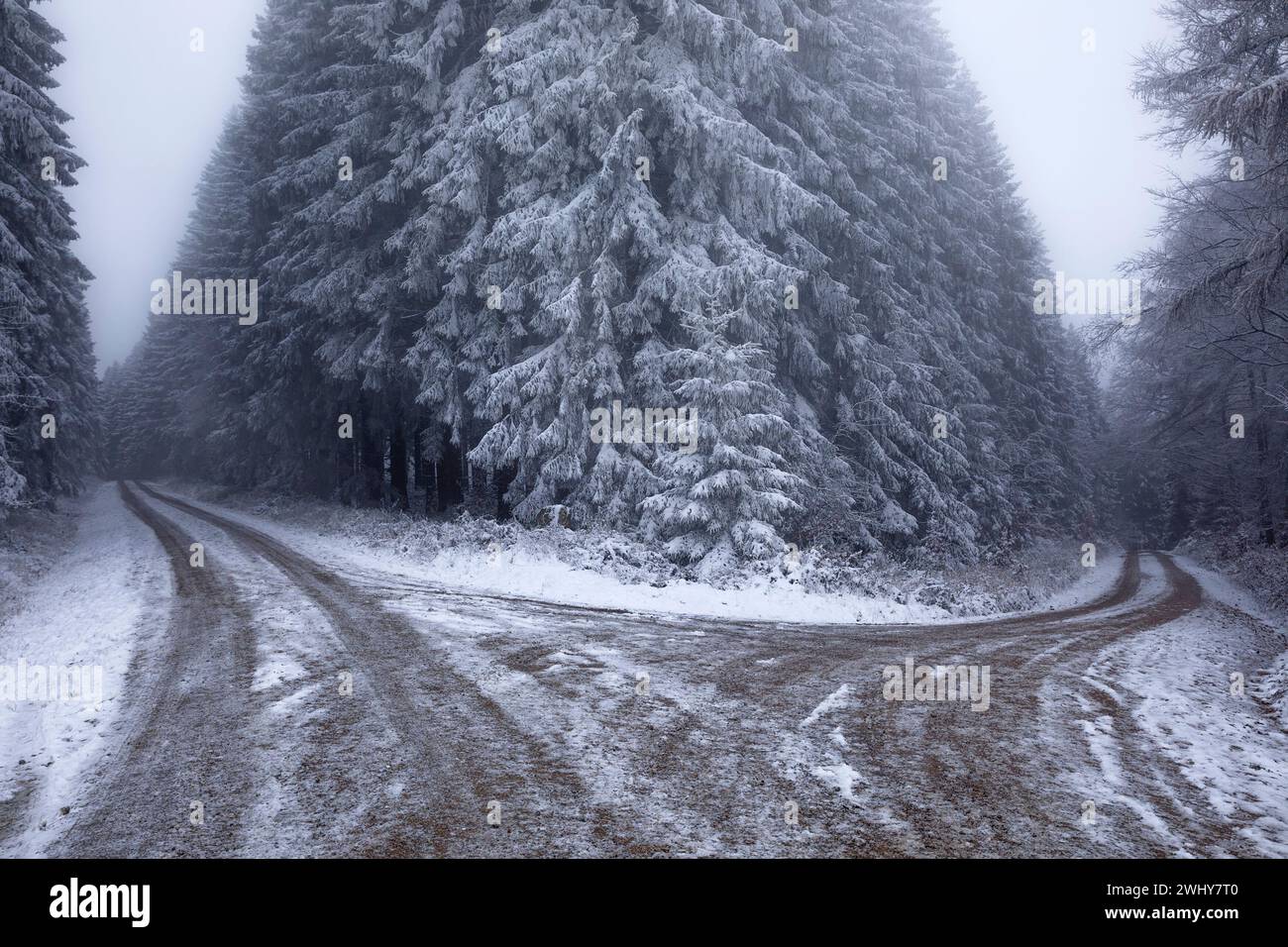 Ground frozen road in winter forest Stock Photo