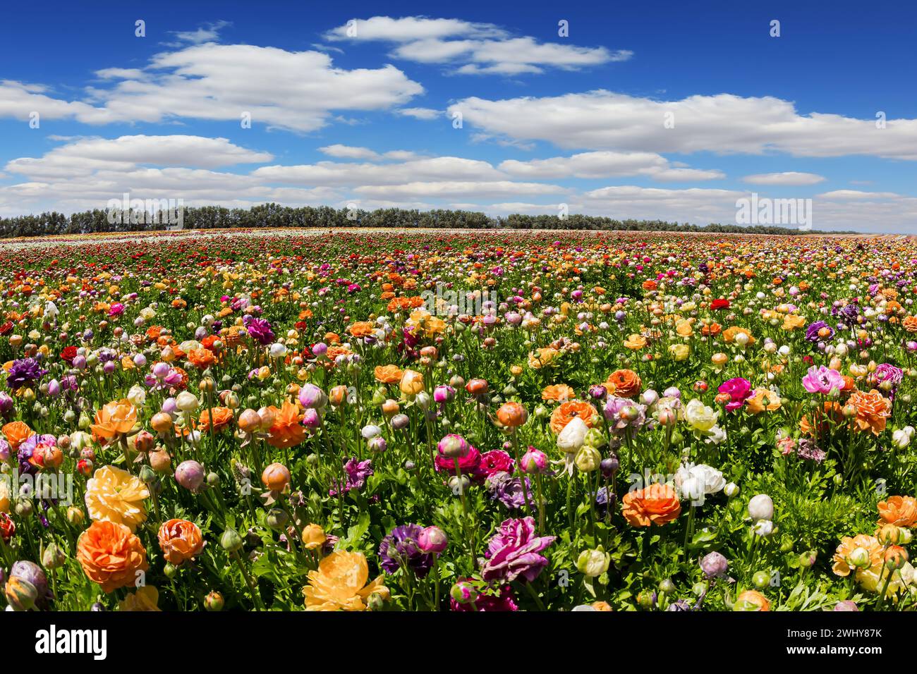 Spring in Israel Stock Photo - Alamy