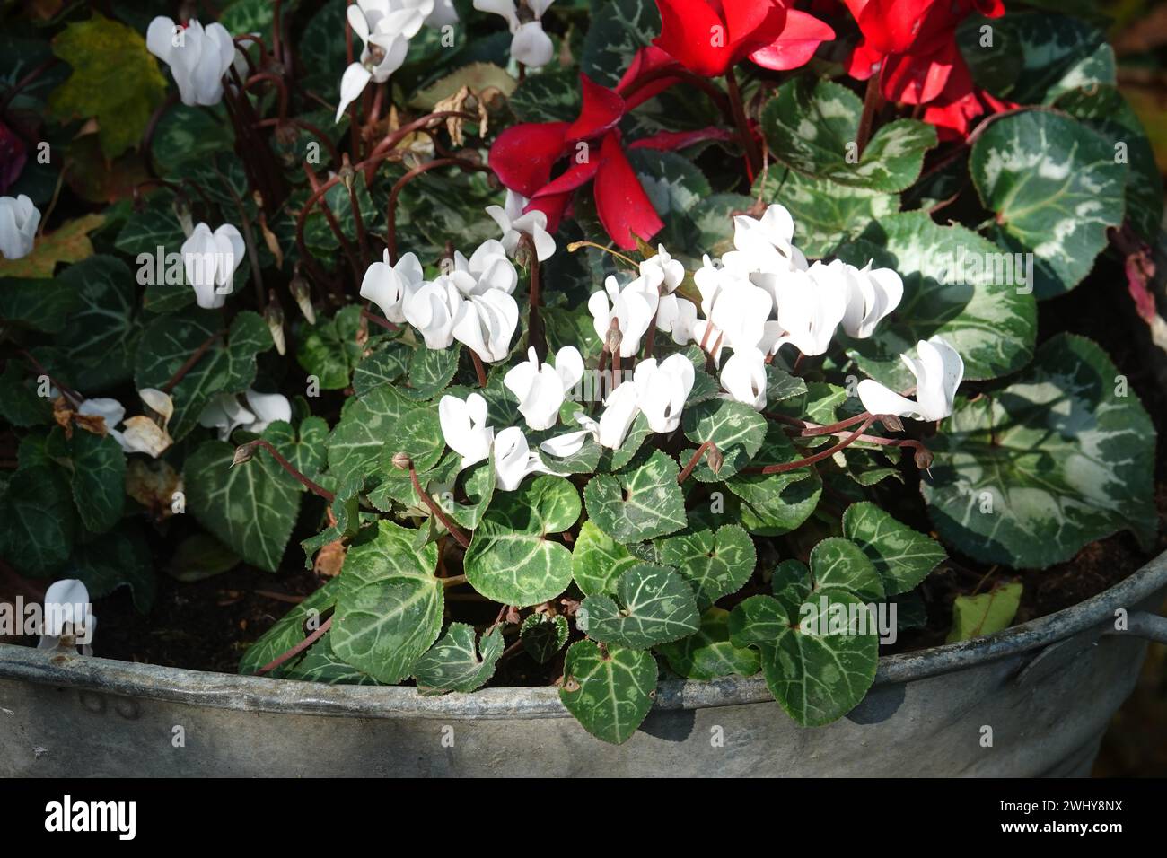 Cyclamen, Persian violet Stock Photo