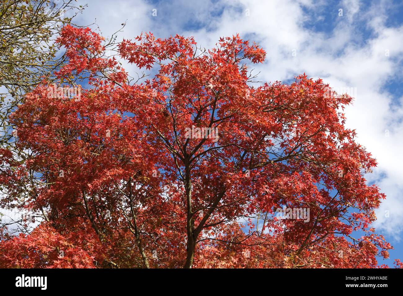 Acer palmatum, Japanese maple, autumn Stock Photo