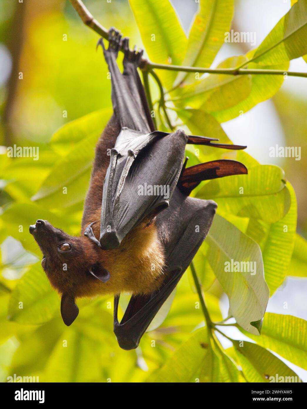 A Malayan Flying Fox (Pteropus vampyrus), the largest fruit bat in the world. Stock Photo