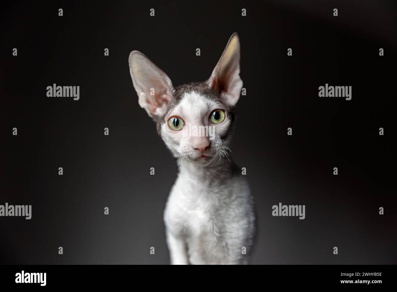 portrait of a purebred Cornish Rex cat on a dark background Stock Photo