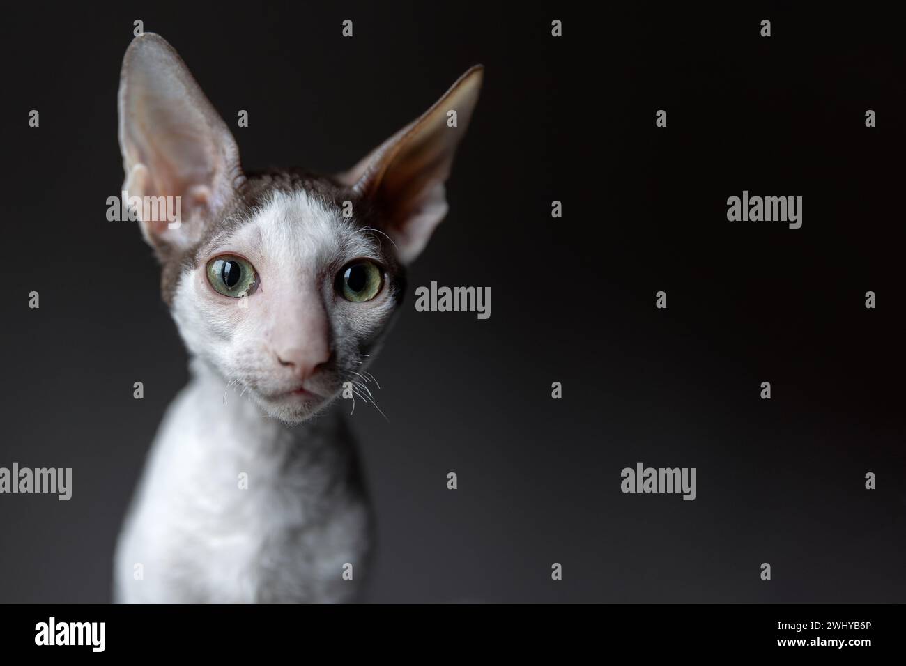 Portrait of a Cornish Rex cat on a dark background Stock Photo