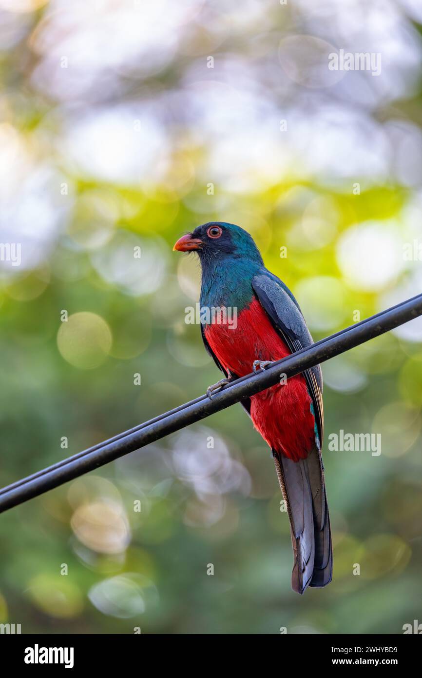 Slaty-tailed trogon, Trogon massena, passerine bird in Tortuguero ...