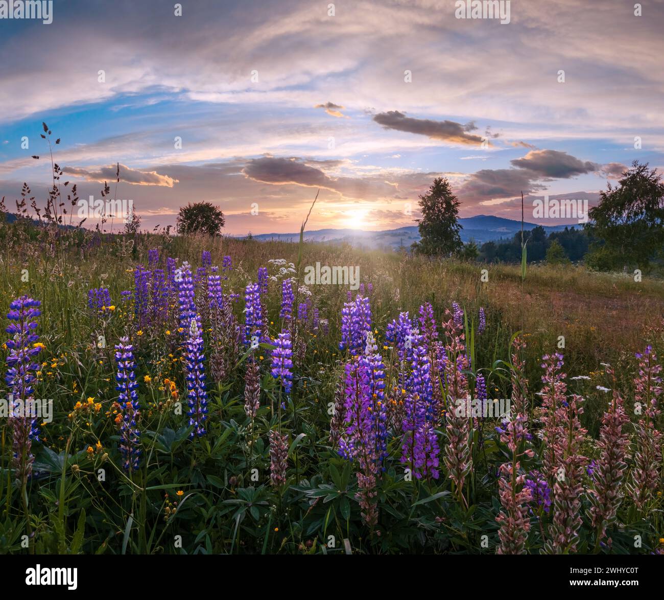 Picturesque June Carpathian mountain countryside meadows. with beautiful wild flowers Stock Photo