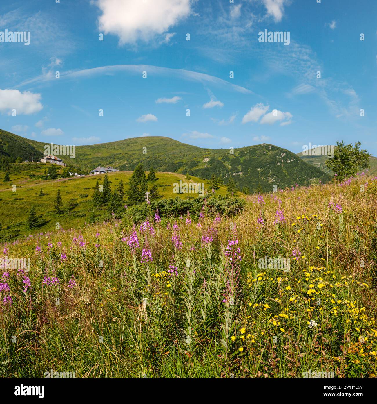 Pink blooming Sally and yellow hypericum flowers on summer mountain slope. In far - Pozhyzhevska weather and botanic stations (b Stock Photo