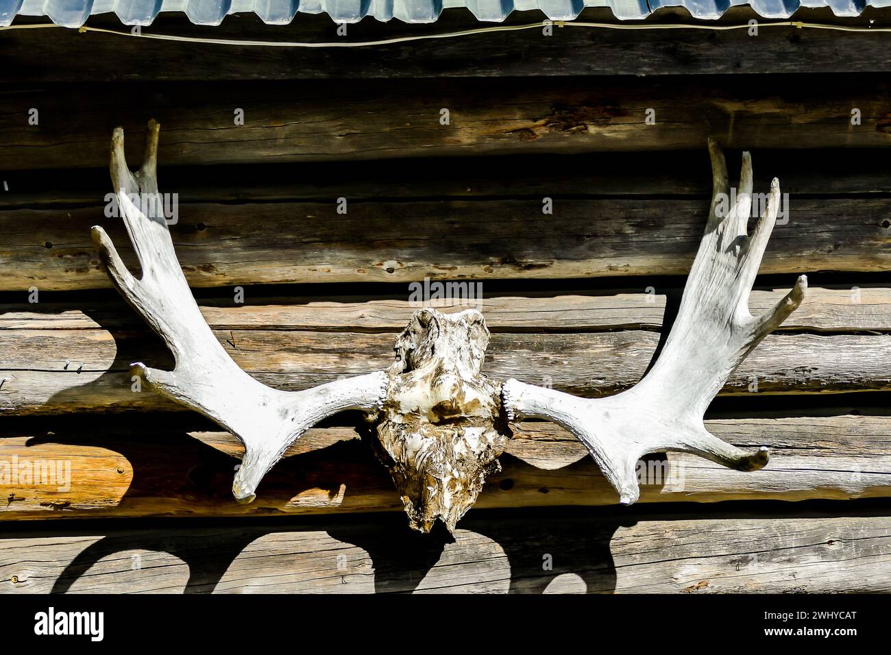 Skull on the wall, in Sweden Scandinavia North Europe Stock Photo