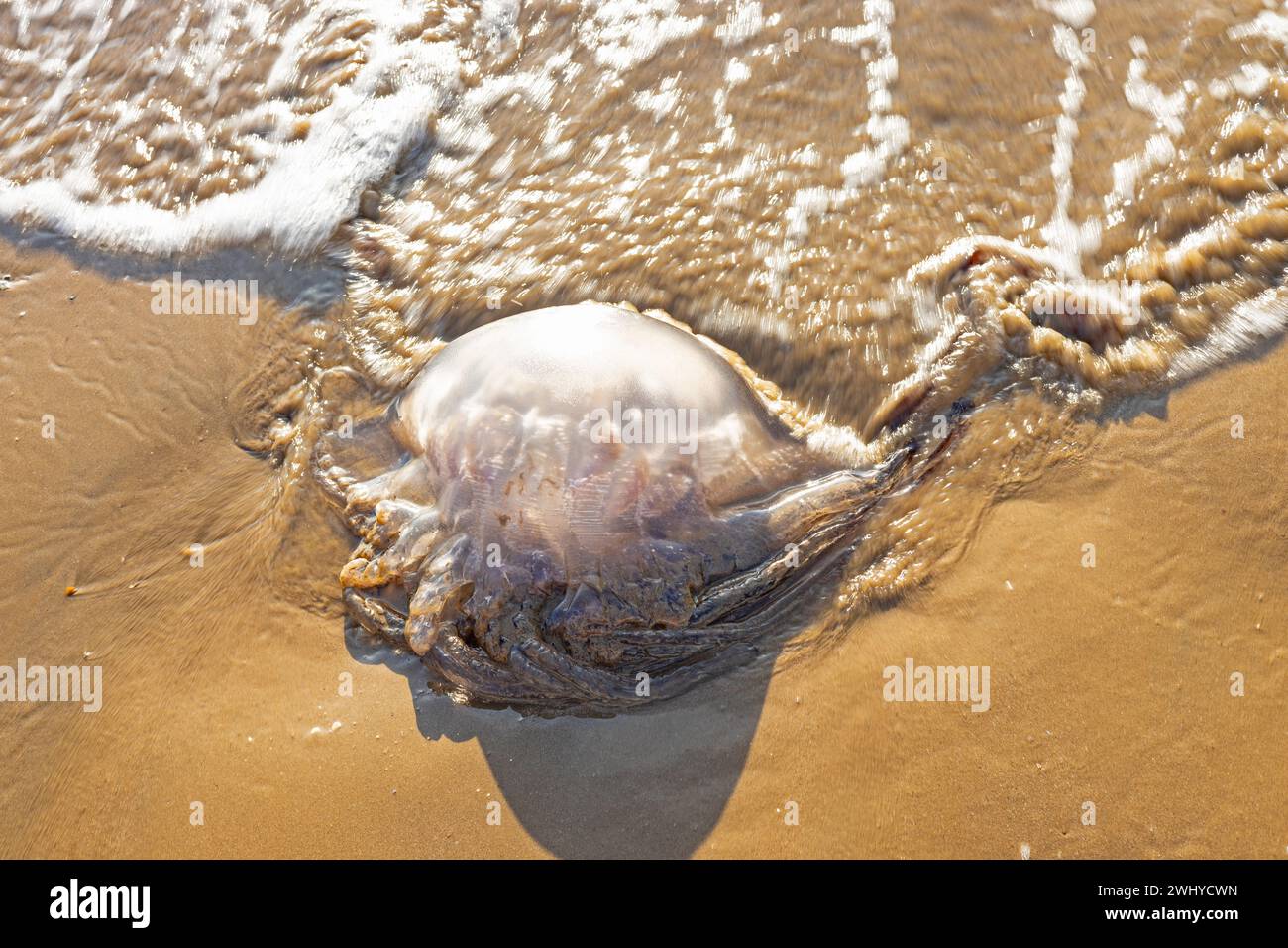 Dead jellyfish on a sand beach Stock Photo