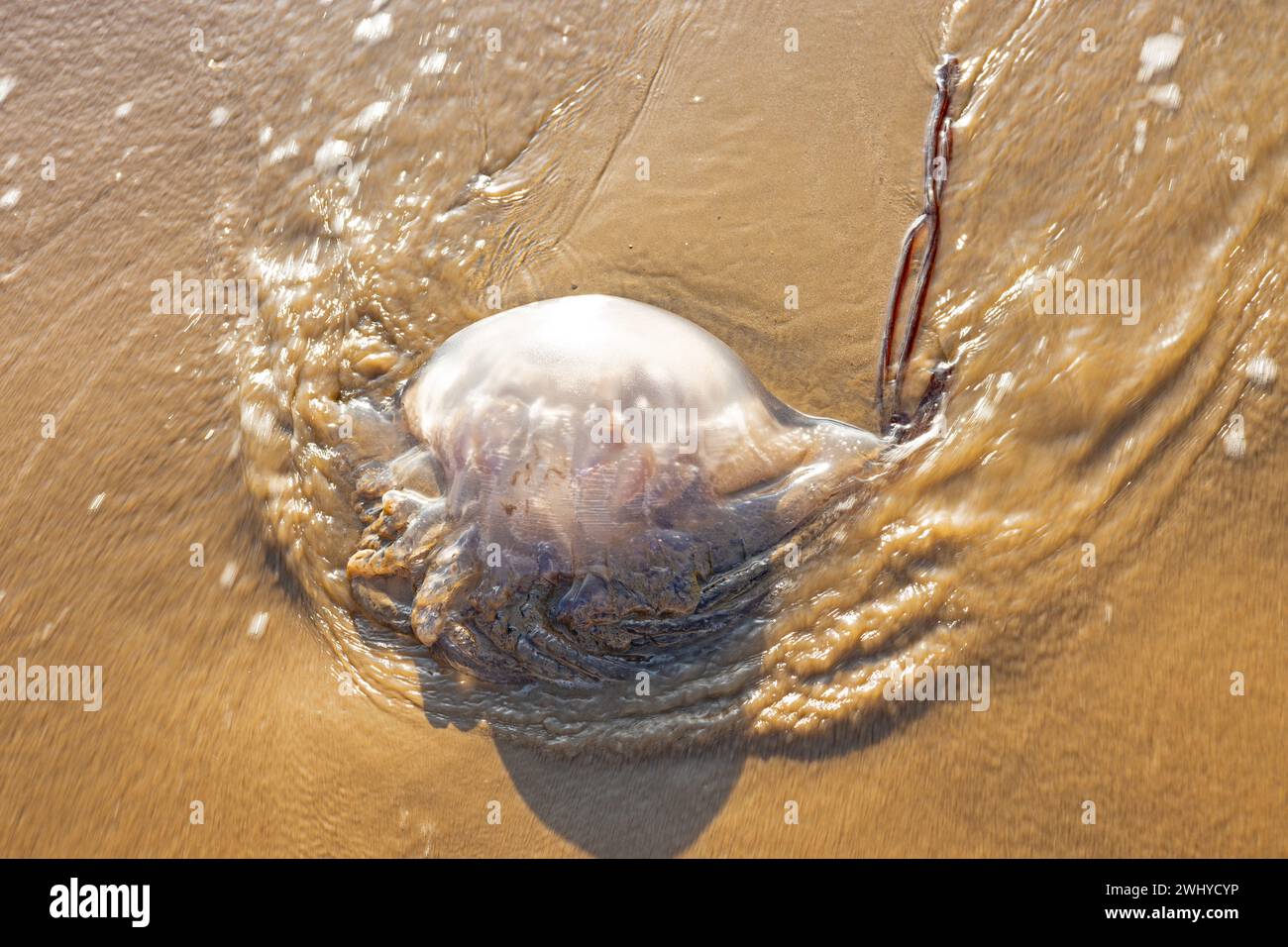 Dead jellyfish on a sand beach Stock Photo