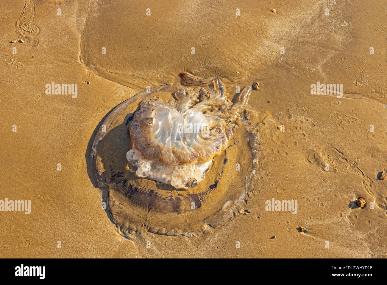 Dead jellyfish on a sand beach Stock Photo