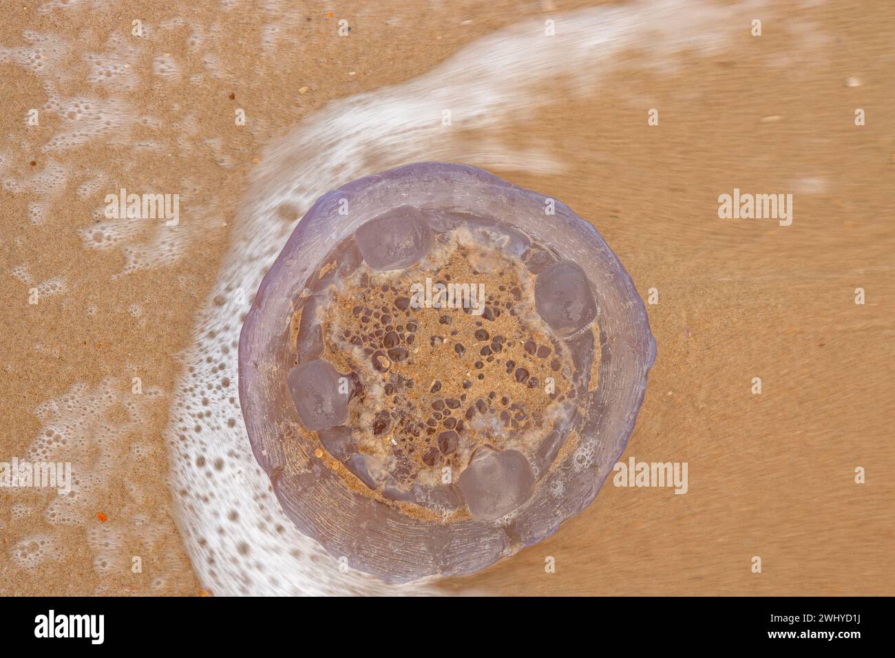 Dead jellyfish on a sand beach Stock Photo