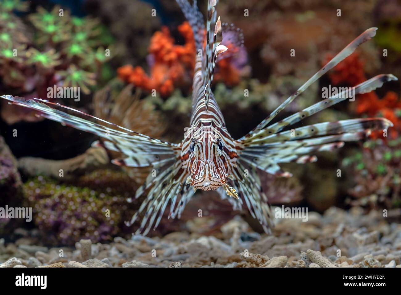 Front view of the lion fish with flared fins Stock Photo - Alamy